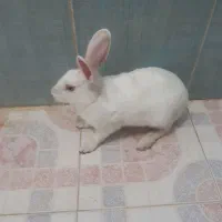 خرگوش