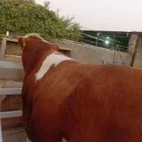 گوساله نر