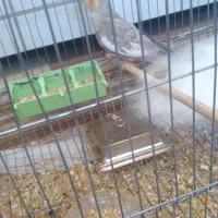 معاوضه عروس هلندی ماده با نر