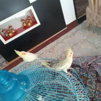 عروس هلندی جفت