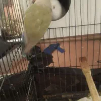جفت کوتوله تخم جوجه