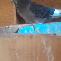 کفتر یا کبوتر