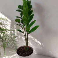 انواع گل و گلدان زاموفیلیا