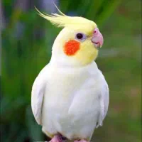 عروس هلندی گم شده پیدا شده