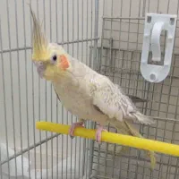 عروس هلندی ماده