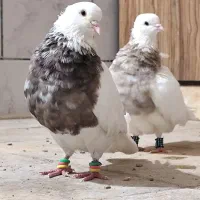 طوقی شکلاتی|پرنده|رامشیر, |دیوار