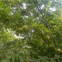 فروش باغ|فروش خانه و ویلا|فیرورق, |دیوار