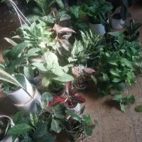 گل وگیاه طبیعی