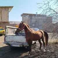 اسب|اسب و تجهیزات اسب‌سواری|اقبالیه, |دیوار