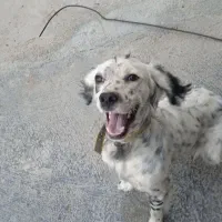 واگذاری توله شکاری 1ساله  نر سیتر