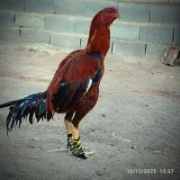 خروس لاری|حیوانات مزرعه|قیدار, |دیوار