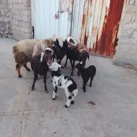 گوسفند افشار|حیوانات مزرعه|ویسیان, |دیوار