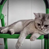 گربه بریتیش