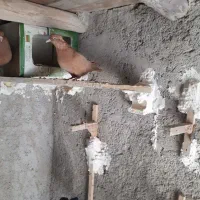 دوعدد جوجه زرد دم پرتقالی ماده