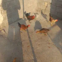 خروس و مرغ