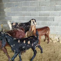 بز بزغاله دار پاکستانی|حیوانات مزرعه|گنبد کاووس, |دیوار