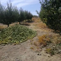 باغ 16 ساله مجوزدار جهاد در قرکند|فروش دفتر صنعتی، کشاورزی، تجاری|بوکان, |دیوار