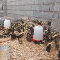 جوجه اردک محلی|حیوانات مزرعه|رشت, حومه رشت|دیوار