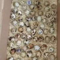 کبوتر. کهنوج