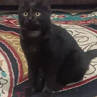 گربه خانگی بسیار آروم