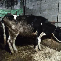 گاو .گوساله.تلیسه