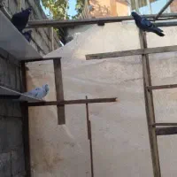 کبوتر معاوضه با گوشی