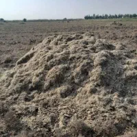 کاه ماش