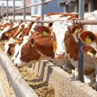 استخدام کارگر دامداری