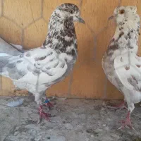کفتر . کبوتر پرشی با ظمانت|پرنده|تهران, بیسیم|دیوار