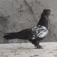 جوجه کبوتر سینه سیاه سینه دمبی