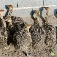 فروش شتر مرغ عمده و تکی اول توضیحات رو بخونید