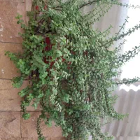 گلدان خرفه