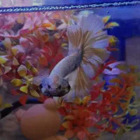 فایتر گلدن دراگون