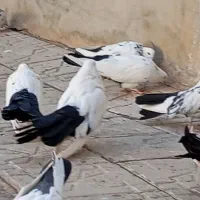چند عدد کبوتر دم سیاه فروشی|پرنده|ابهر, |دیوار