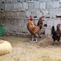 مرغ و خروس زینتی