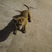 توله سگ سالم و بازیگوش