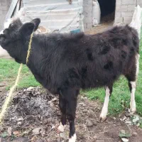 گاووگوساله چالوسی|حیوانات مزرعه|لولمان, |دیوار