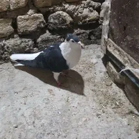 مادها اماده به جفت|پرنده|بجنورد, |دیوار