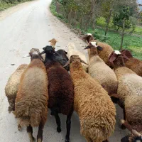 گوسفند بره نر|حیوانات مزرعه|پایین هولار, |دیوار