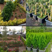 خدمات باغبانی تعویض خاک گلدون صفر تا صد گل کاری