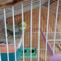 مرغ عشق انگلیسی.نر.سالمشیطون|پرنده|ساری, |دیوار