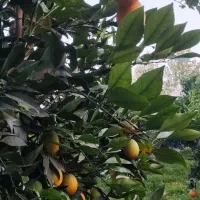 فروش پرتقال موزی|خوردنی و آشامیدنی|زرگرشهر, |دیوار