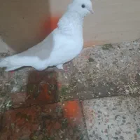 دوتاکفتره فروشی هردوگرفتنی|پرنده|اشترینان, |دیوار