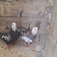 کفترکل ماستی بوبور جوجه پرشی پلاکی زرد پلاس|پرنده|قم, شهرک امام حسن|دیوار