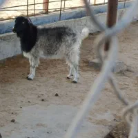 فروش بز و نری|حیوانات مزرعه|رودان, |دیوار