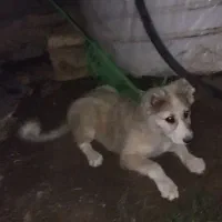 توله درجه ۱ خراسانی سنگسری