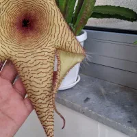 کاکتوس گوشتی با گل زیبا