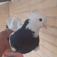 کفتر طوقی|پرنده|یزد, |دیوار