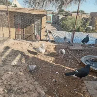 سلام پرنده فروشی