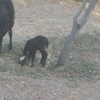 بره شیری  میش بره میش بز بره میش دقلو